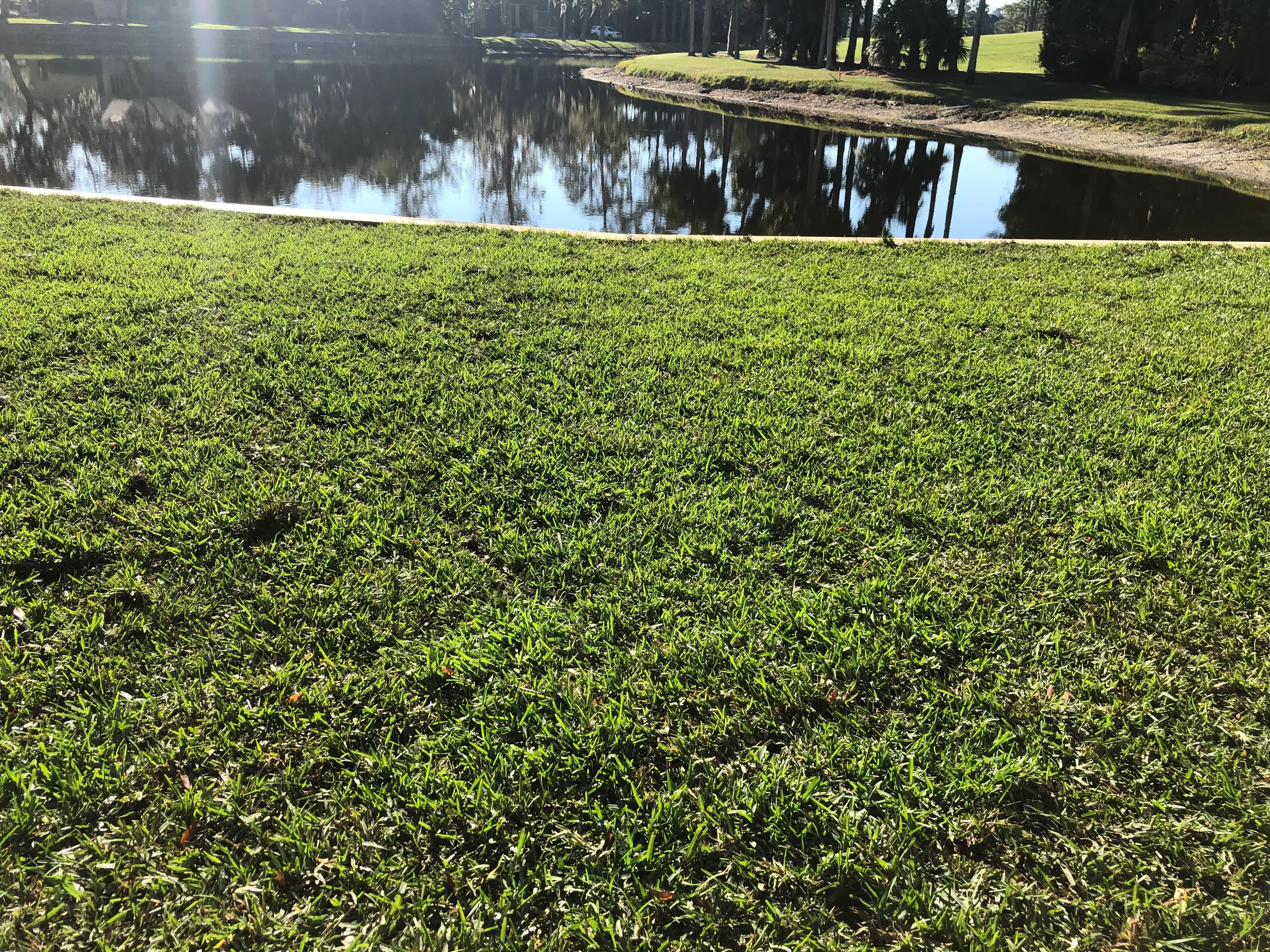 Lush green lawn with dense turf coverage overlooking calm water and tree line