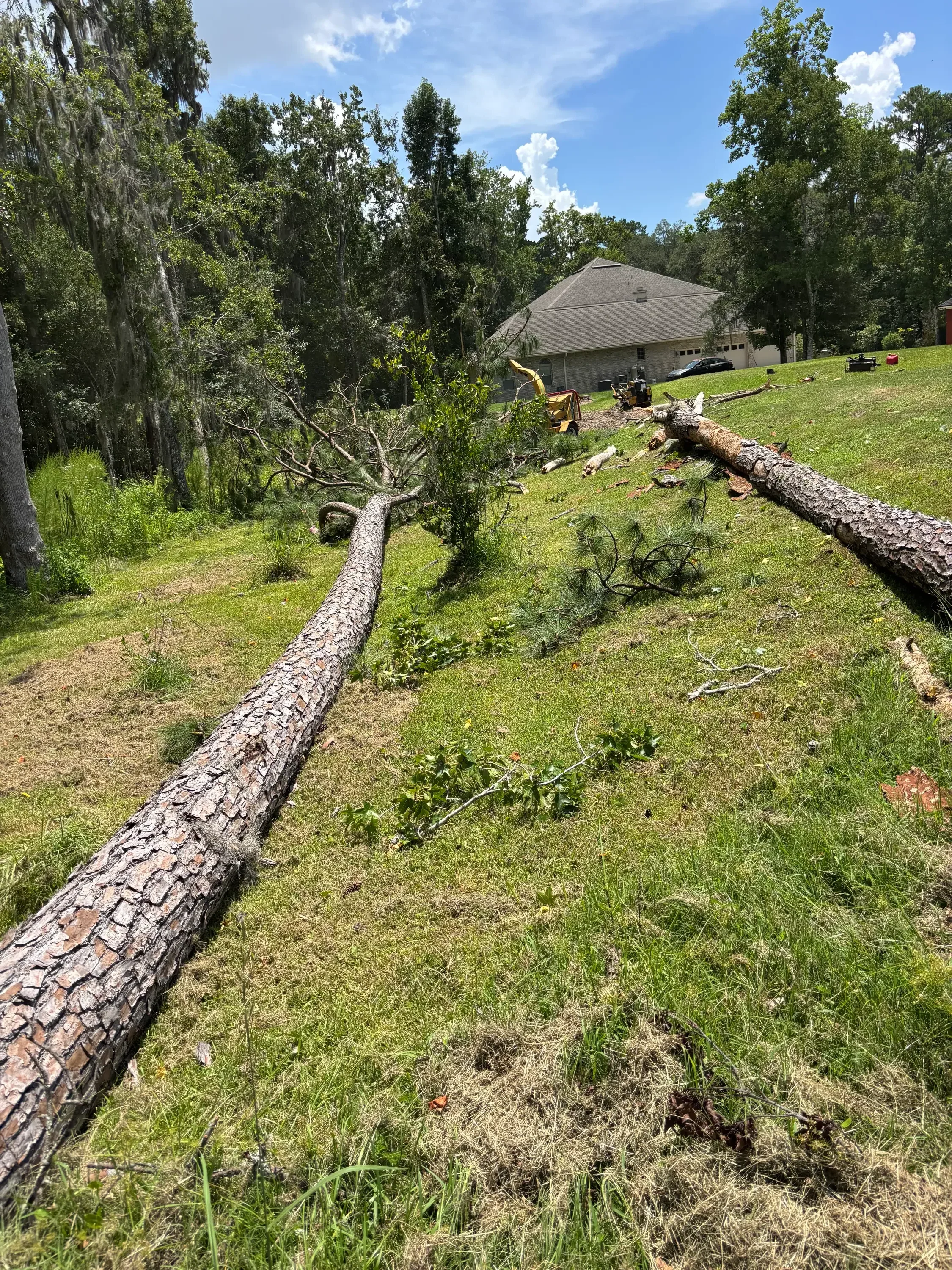 Large felled tree trunk on grass with removal equipment and cleared debris