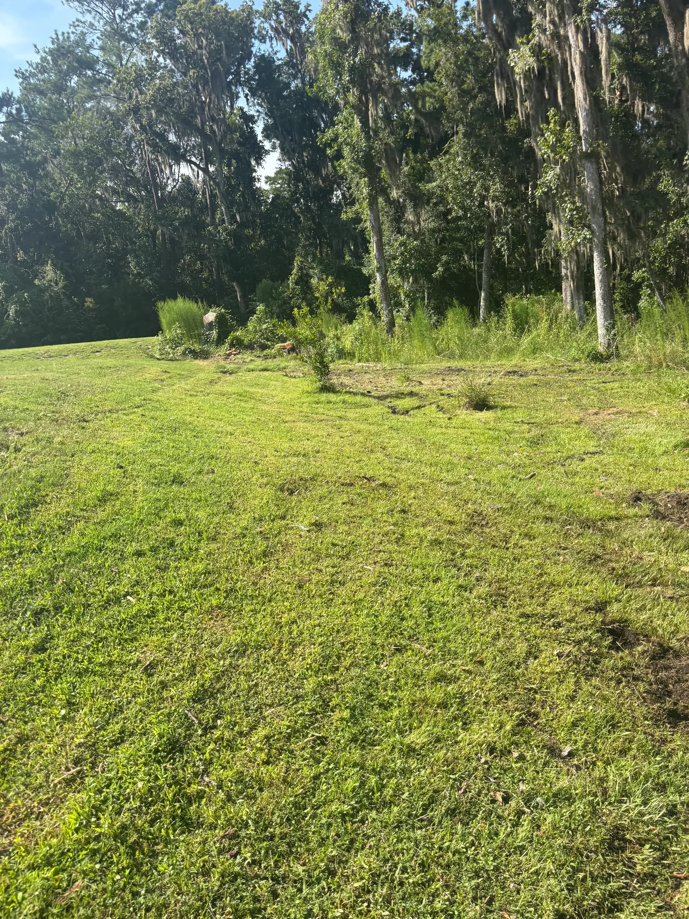 Lush green lawn with mature trees and clean edges, professional landscaping maintenance